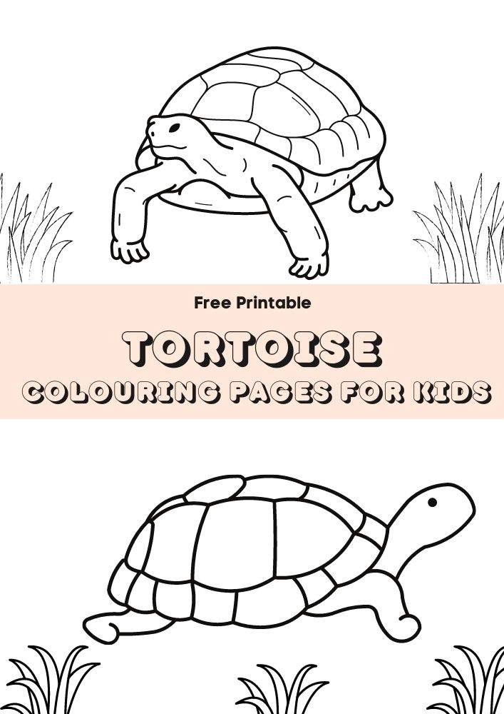 Tortoise colouring pages
