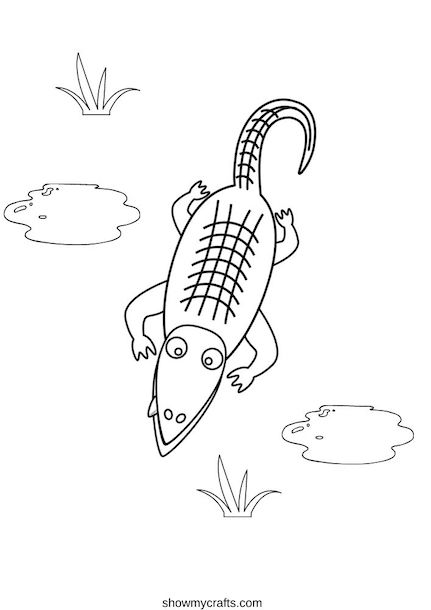 Alligator colouring pages