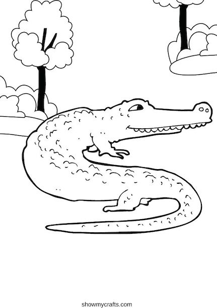 Alligator colouring pages