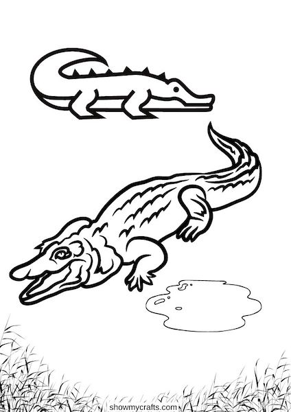 crocodile colouring pages